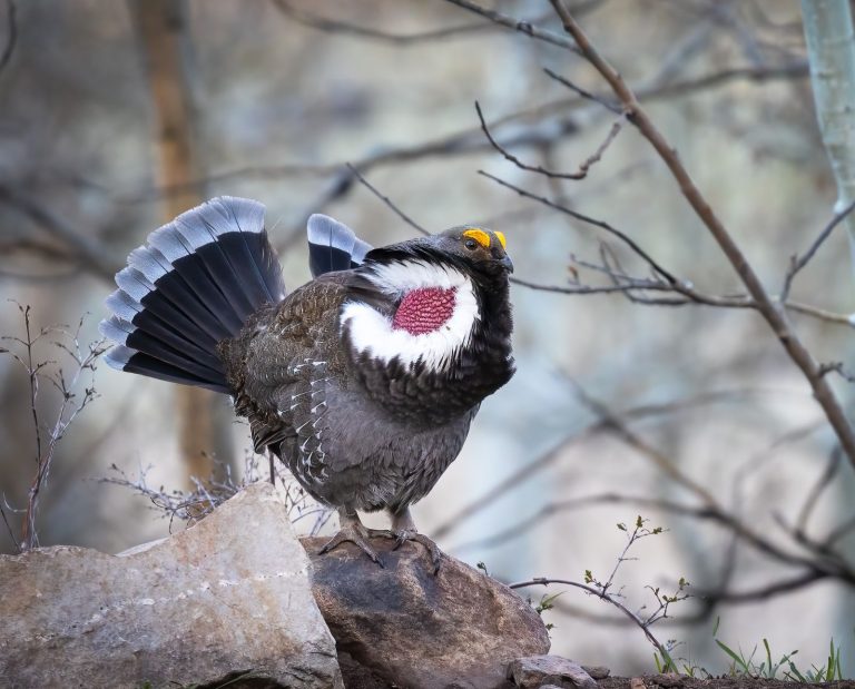 A male dusky grouse does his breeding display on a rock in the forest.