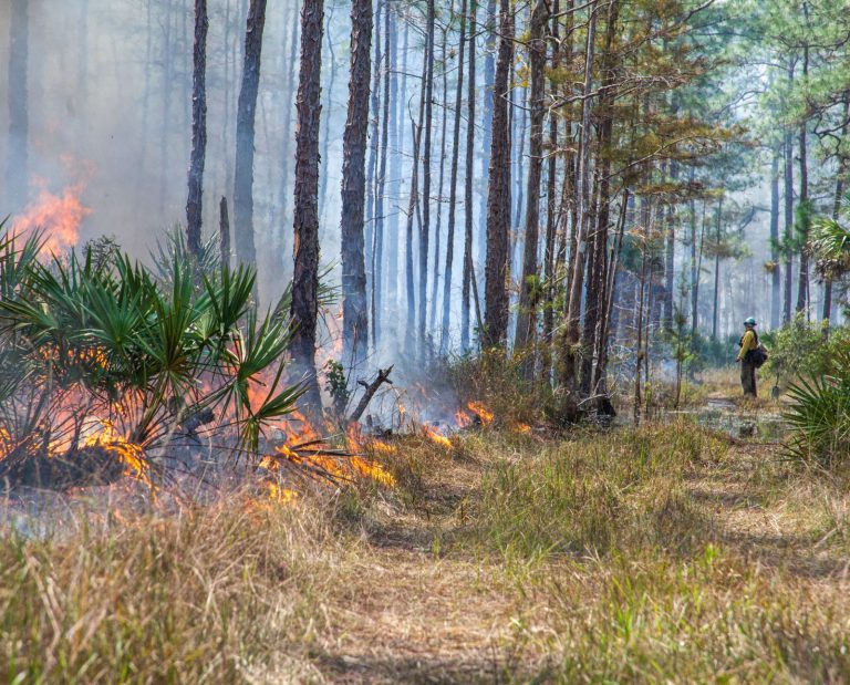 A person on a fire crew wearing PPE overlooks a prescribed burn in bobwhite quail habitat in the southeastern United States.