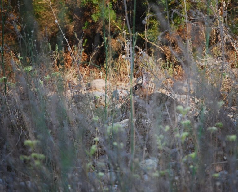 A rabbit hides in a brushy area amongst twigs and weeds.