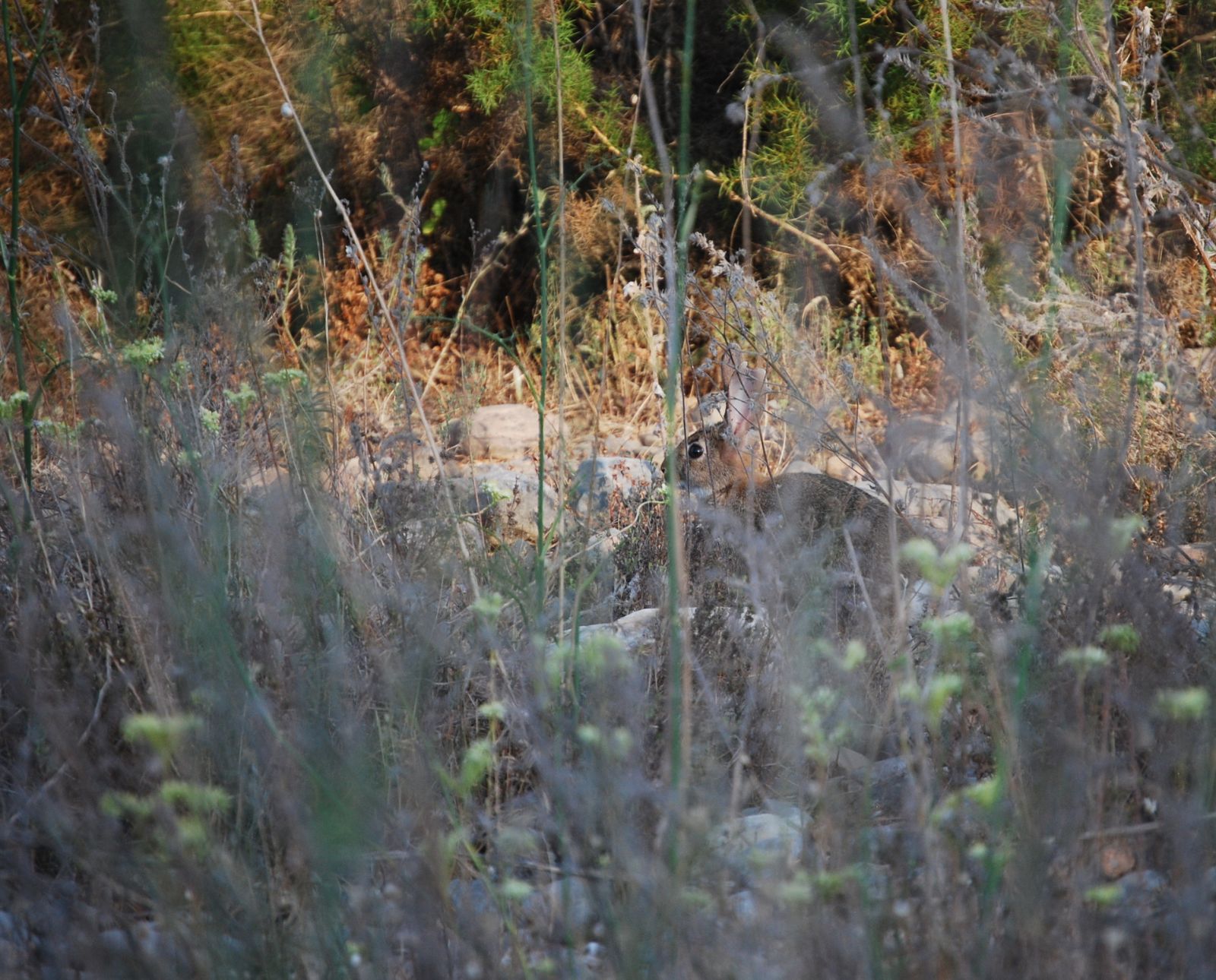 A rabbit hides in a brushy area amongst twigs and weeds.