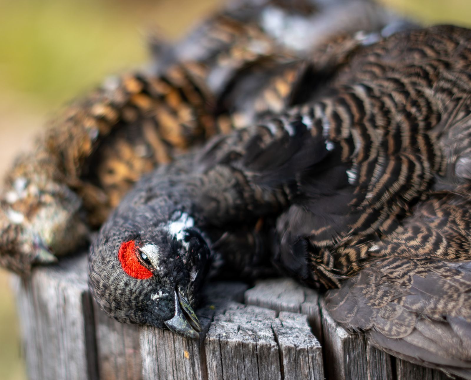 A male and female spruce grouse on a log in Montana after a successful hunt.