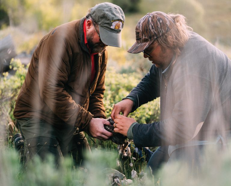 Two research scientists apply radio technology to a grouse.