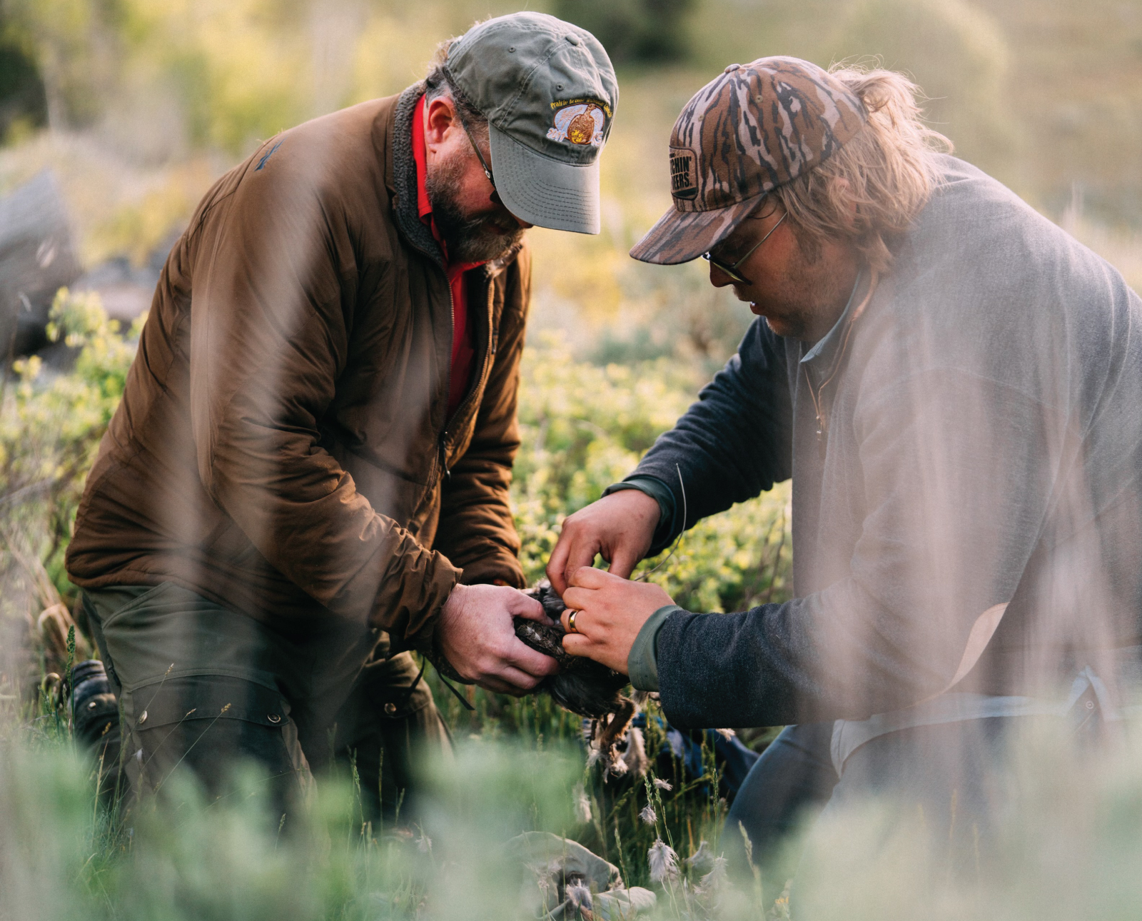Two research scientists apply radio technology to a grouse.