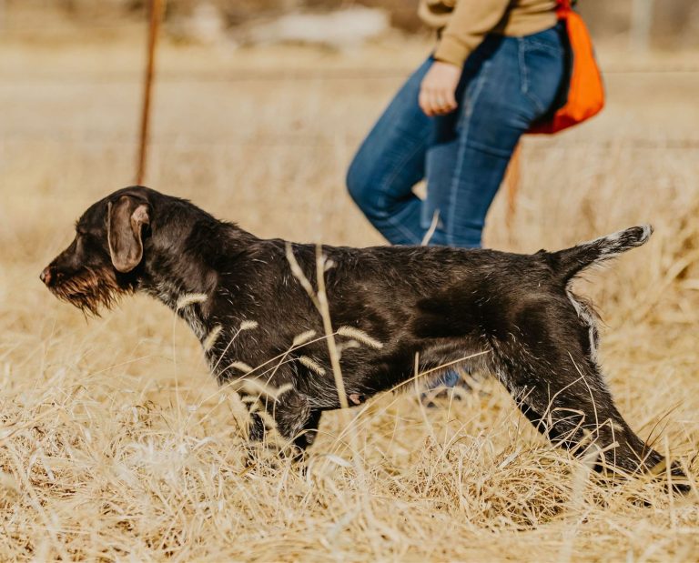 AKC Master Hunter German Wirehaired Pointer on point during a hunt test.