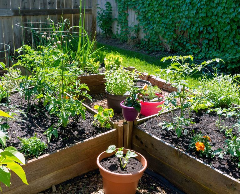 Backyard homesteading for hunters can include growing raised bed vegetable gardens.