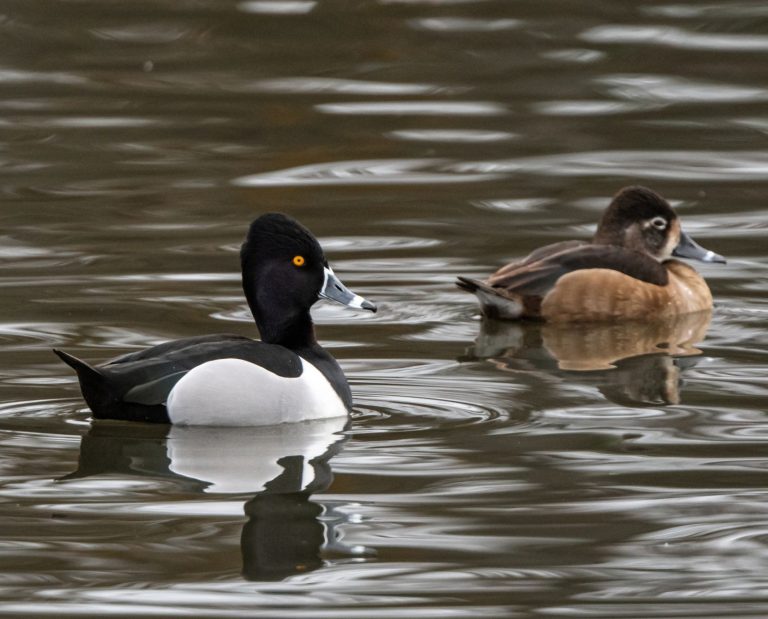 Two ring-necked ducks, a male and a female, swim next to each other.
