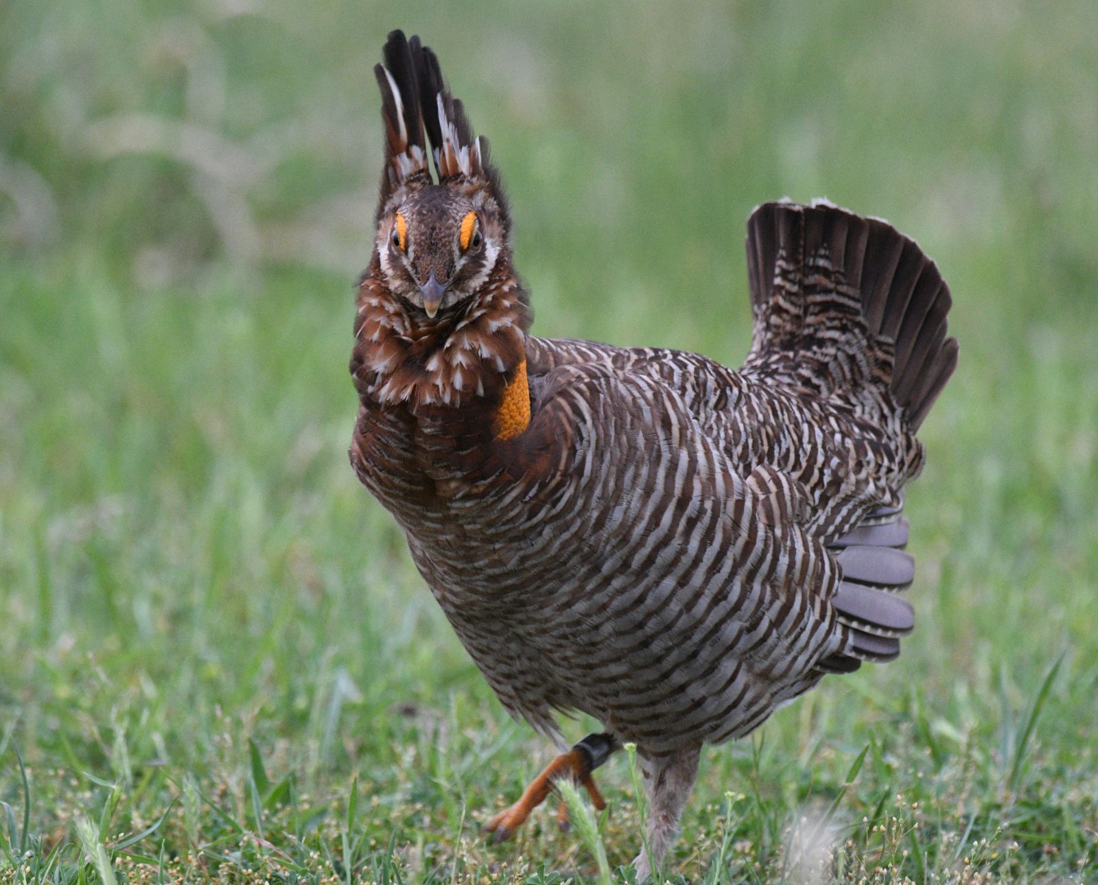 A male prairie chicken struts at Attwater Prairie Chicken National Wildlife Refuge in Texas. Photo by John Magera.