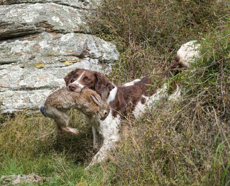 A springer spaniel retrieves a shot rabbit while rabbit hunting in New Zealand.