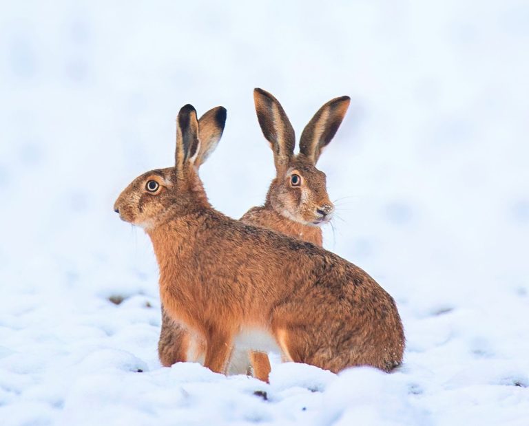Two European hares stand in a snowy field.