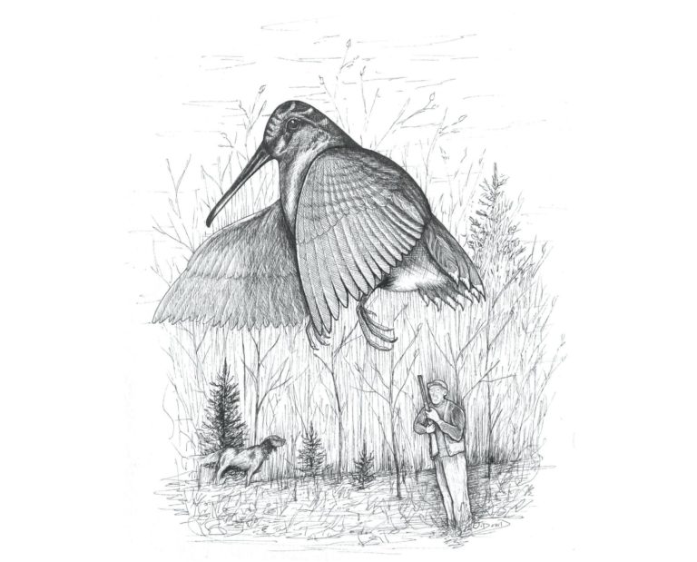 An illustration of a flushing woodcock, a bird hunter, and an an English Setter on point.
